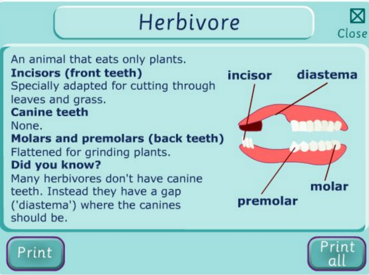 Teeth and Eating screenshot showing herbivores