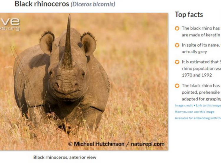Wildscreen Archive Screenshot of Rhinoceros Top Facts Wildscreen Archive Screenshot of Rhinoceros Top Facts