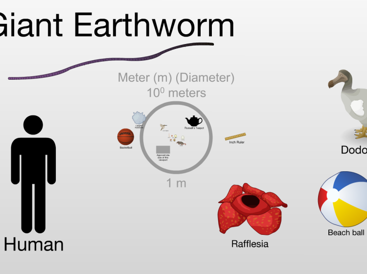 Scale of the universe screenshot showing sizes of everyday things