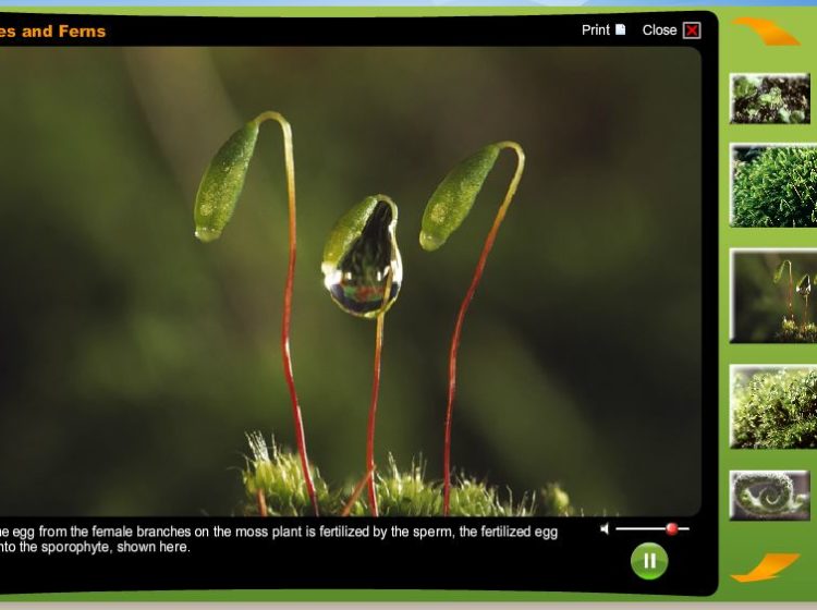 Mosses and ferns screenshot