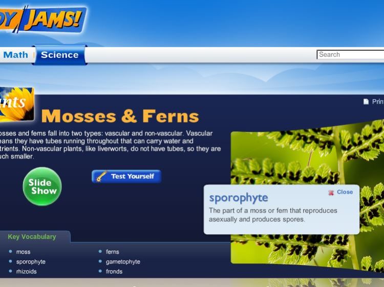 Mosses and ferns screenshot