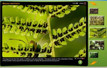 Mosses and ferns screenshot