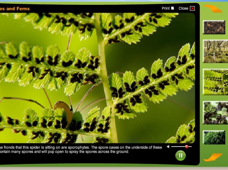 Mosses and ferns screenshot