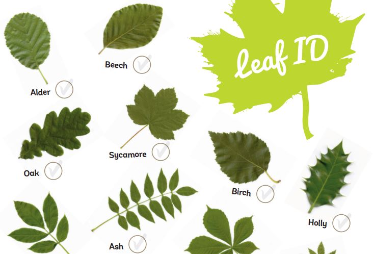 leaf id screenshot