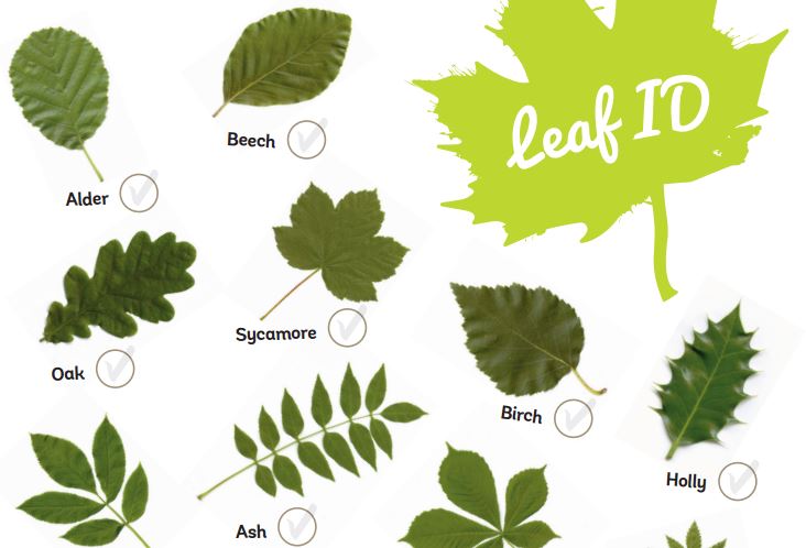 Free Printable Leaf Identification Chart