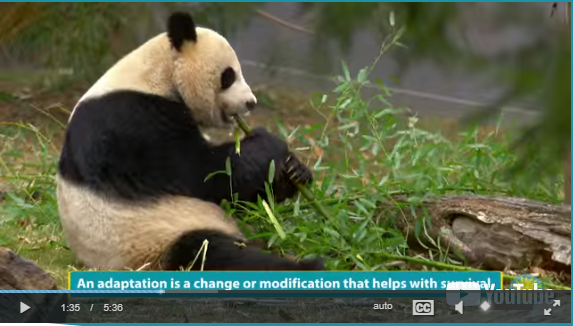 What external adaptations do pandas have for their unique diet