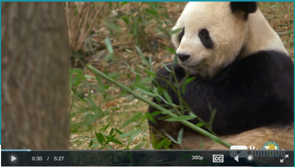 What internal adaptations do pandas have to eat bamboo? | WowScience