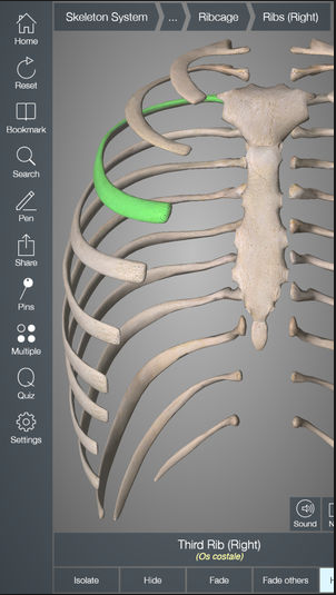 Essential Skeleton 4 screenshot