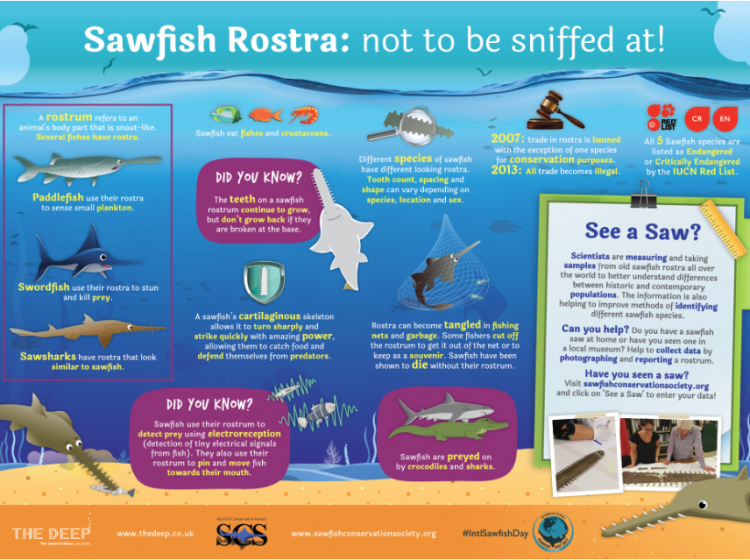 kids against plastic screenshot sawfish info