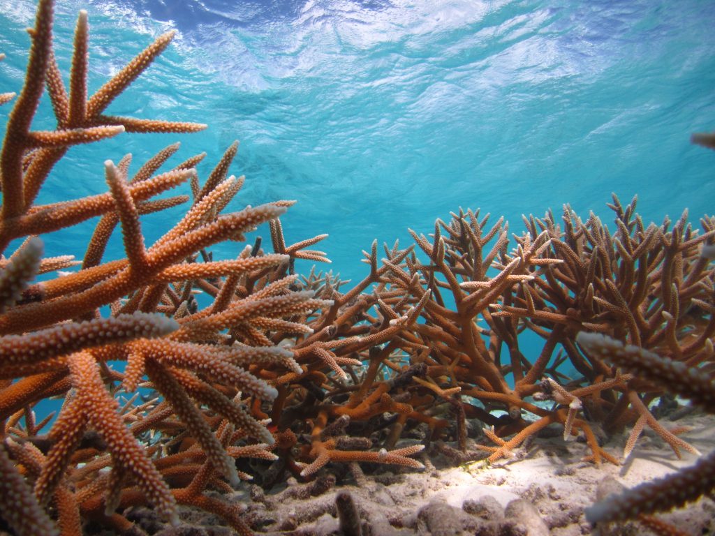 Coral in the ocean