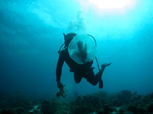 diver touching jellyfish